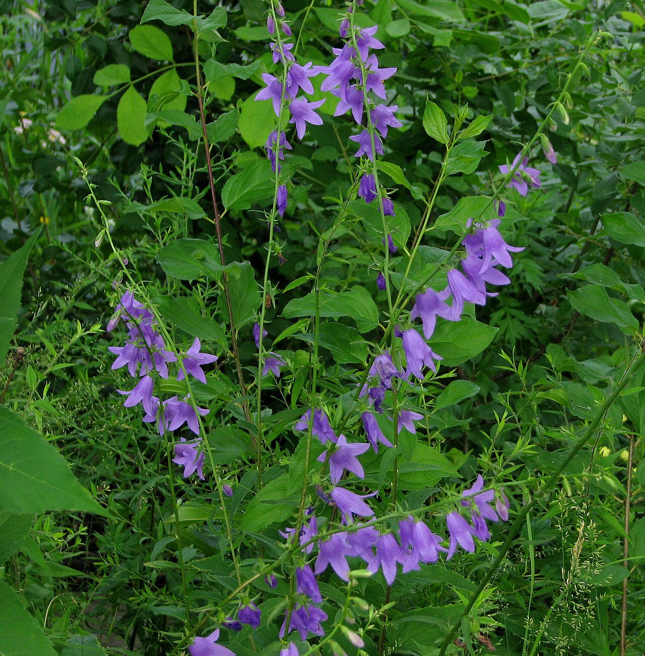 Creeping bellflower with tall spikes of nodding purple bell-shaped flowers among green foliage