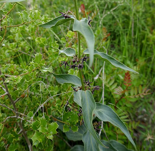 Black Swallow-wort (photo 3)