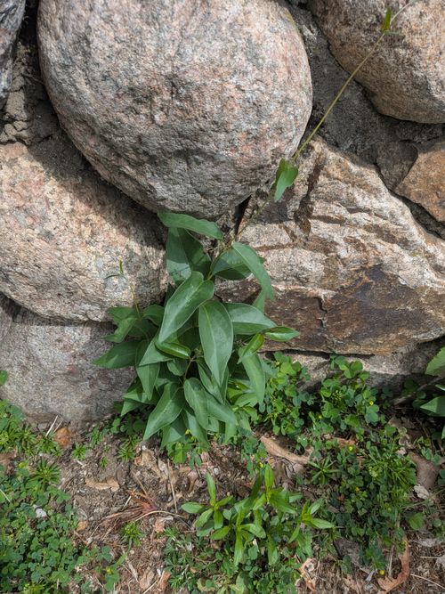 Black swallow-wort in West Roxbury — A young plant sprouting from a granite wall — swallow-wort loves to root in tough spots like rock walls and fence lines.