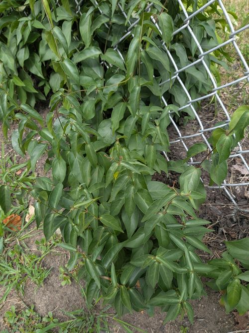 Black swallow-wort in West Roxbury — Scrambling up a chain-link fence — note the opposite, glossy pointed leaves and twining reddish stems.