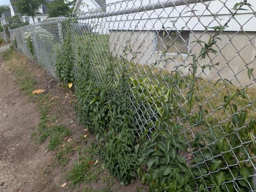 Black swallow-wort in West Roxbury — Colonizing a neighborhood fence line — how it typically spreads, in long unbroken strips.