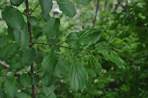 Common Buckthorn (photo 10)