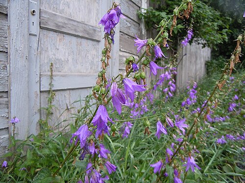 Creeping Bellflower (photo 1)