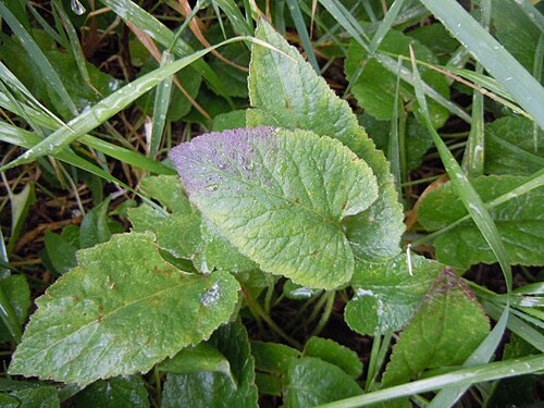 Creeping Bellflower (photo 3)