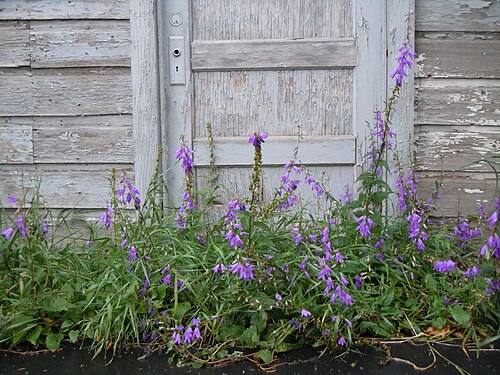 Creeping Bellflower (photo 5)
