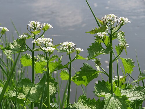 Garlic Mustard (photo 1)