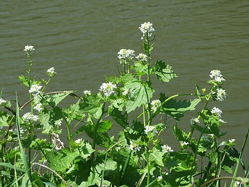 Garlic Mustard (photo 2)