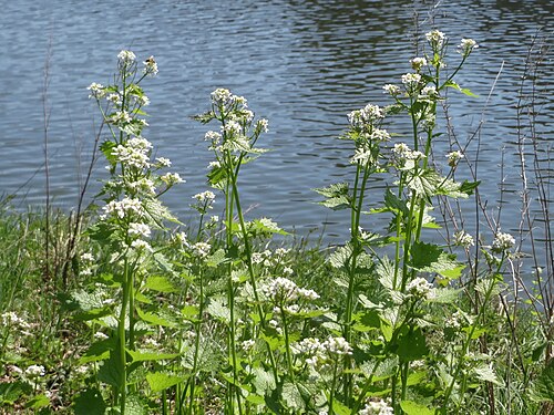 Garlic Mustard (photo 3)