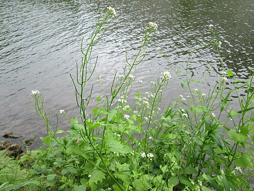 Garlic Mustard (photo 4)