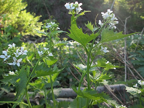 Garlic Mustard (photo 7)