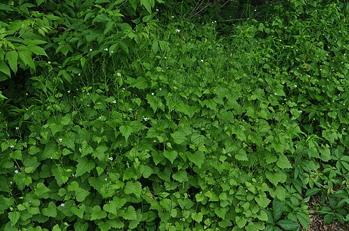 Garlic Mustard (photo 9)