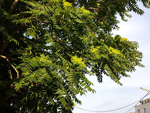 Tree of Heaven (photo 1)