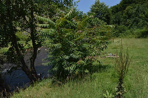 Tree of Heaven (photo 3)