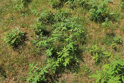 Tree of Heaven (photo 4)