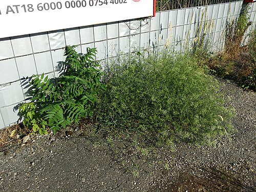 Tree of Heaven (photo 5)