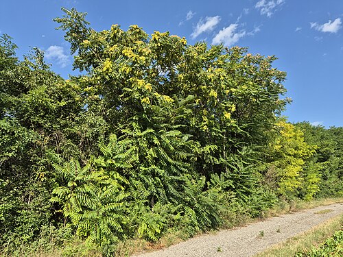 Tree of Heaven (photo 9)