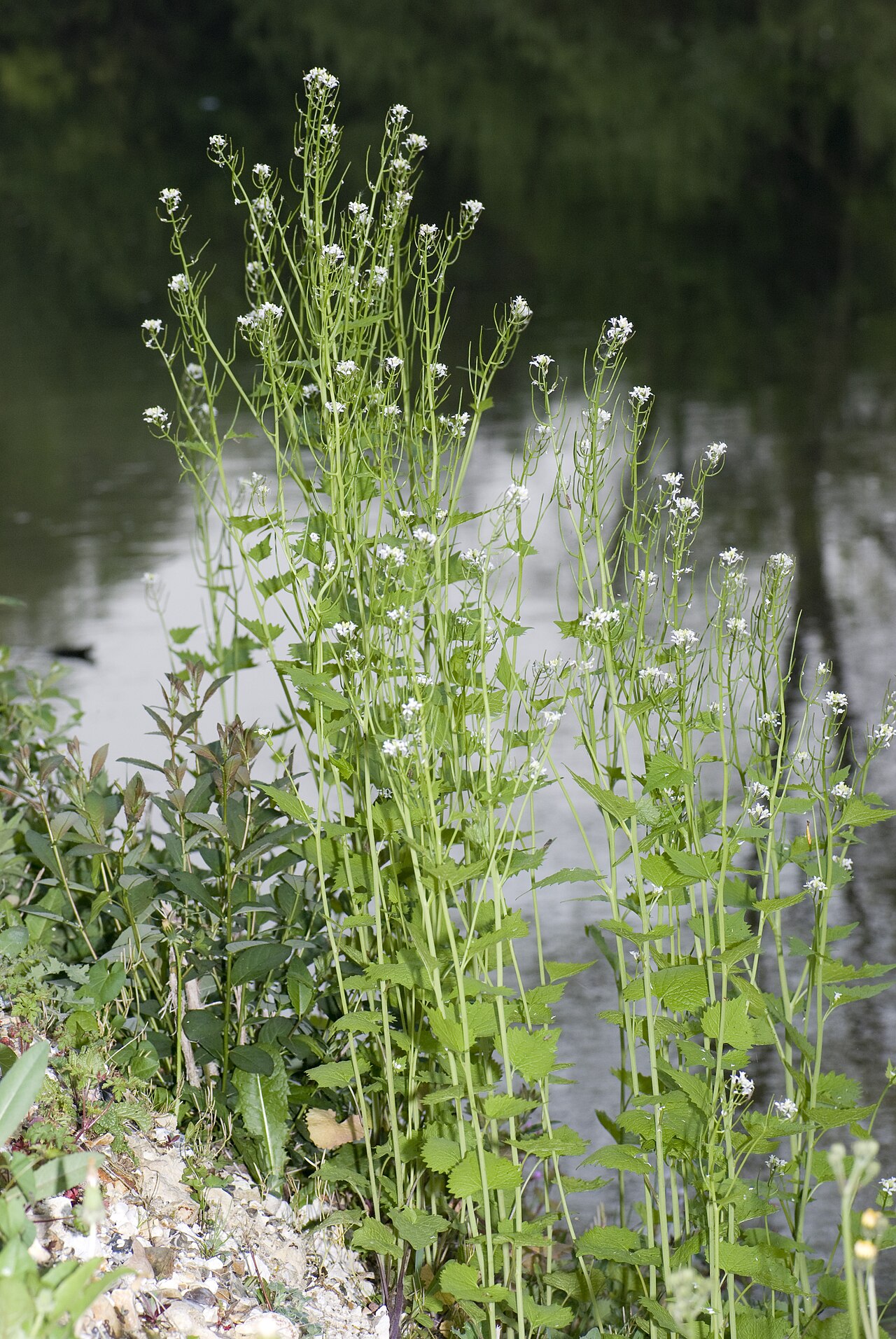 A stand of flowering garlic mustard with tall stalks of small white four-petaled flowers