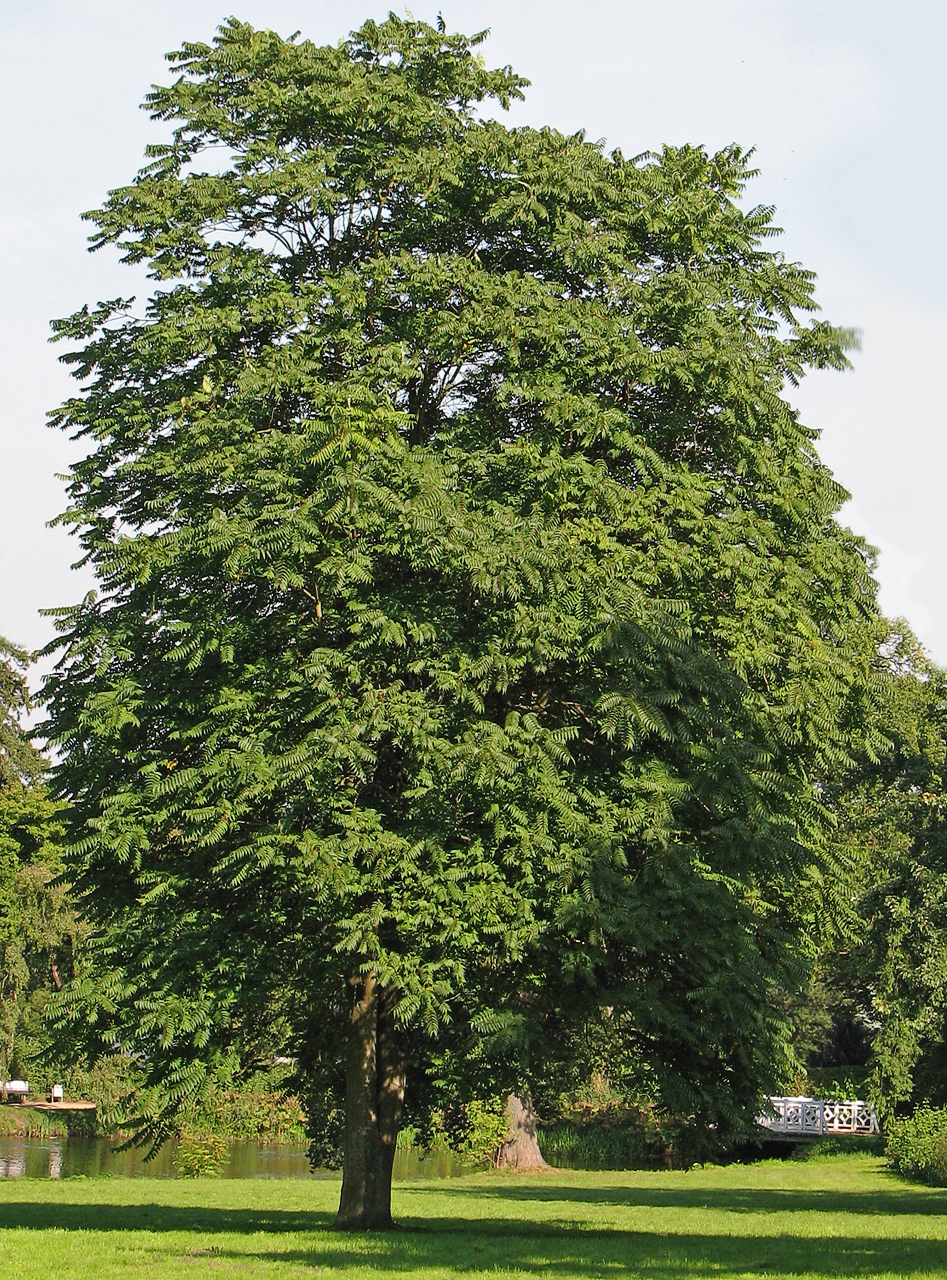 A large Tree of Heaven growing in a park, with its broad spreading crown of compound leaves
